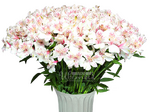 Вирджиния/альстромерия